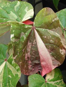 Variegated red form leaf, Maui, Hawaii