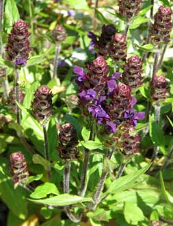 Prunella vulgaris lanceolata 'Dark purple'