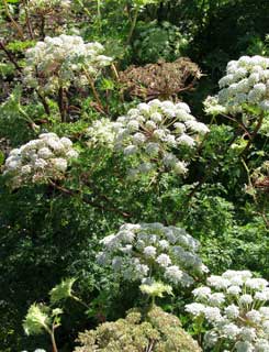 Selinum wallichianum fin septembre