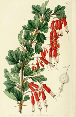 Ribes speciosum