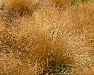Chionochloa rubra