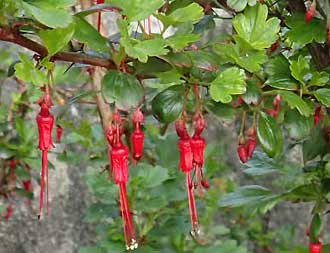Ribes speciosum