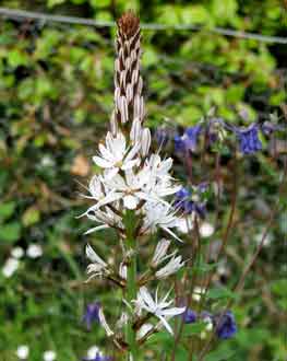Asphodelus albus