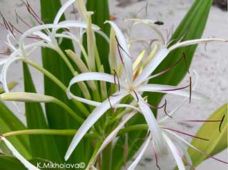 Crinum asiaticum fin décembre début janvier - atoll des Maldives