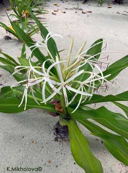 Crinum asiaticum en décembre-janvier sur un atoll des Maldives