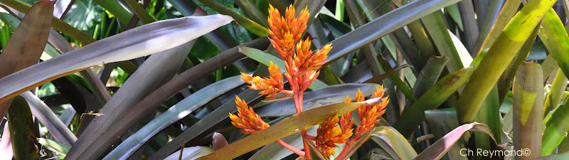 Aechmea aquilega - Fairchild garden - Floride