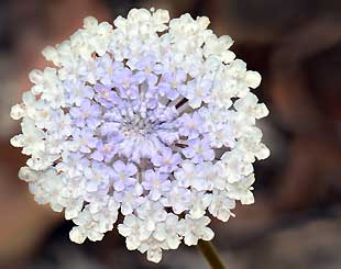 Trachymene coerulea