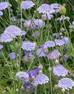Trachymene coerulea en fleurs au Japon