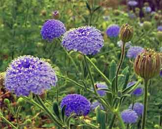 Trachymene coerulea en fleurs au Japon