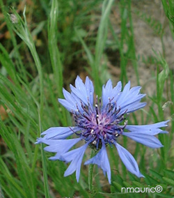 centaurea cyanus