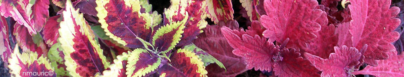 Coleus