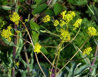 Isatis tinctoria