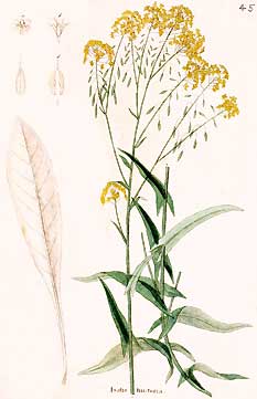 Isatis tinctoria