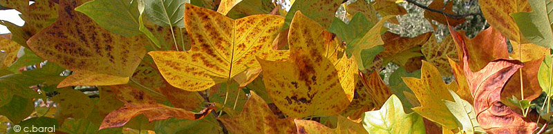 Liriodendron tulipifera courant octobre