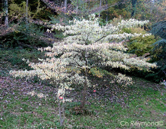 Cornus controversa variegata