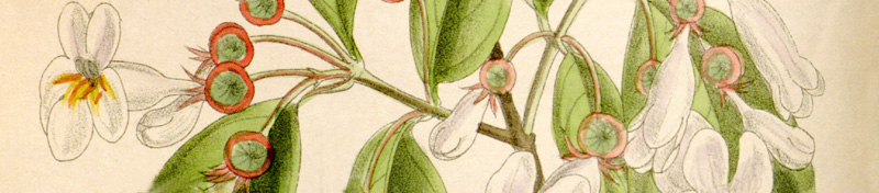 Dipelta floribunda 