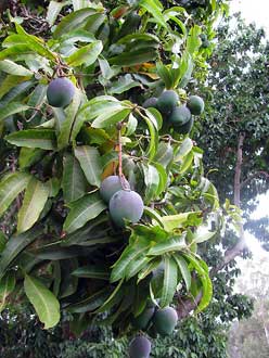Mangifera indica, Maui - Hawa
