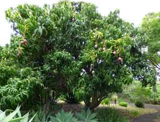 Mangifera indica, Maui - Hawa