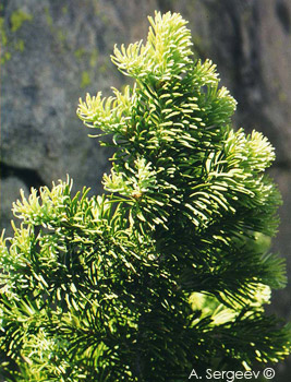 Pinus aristata