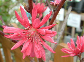 Prunus persica cv. 'Youmaiko' - Siro Kurita