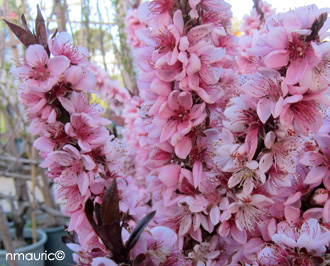Prunus persica 'Crimson  Fire