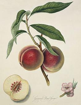 Prunus persica 'Grosse Mignon'