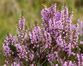 Calluna vulgaris