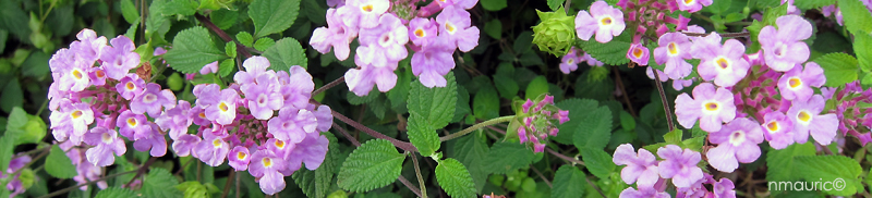 Lantana sellowiana mi-septembre