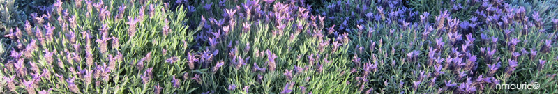 Lavandula stoechas