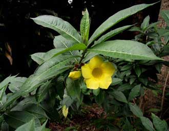 Allamanda schottii Flower Park Kagoshima prs de Nagasaki novembre