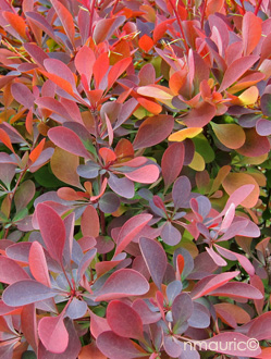 berberis thunbergii