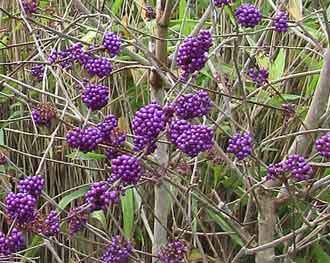 Callicarpa bodinieri. var. giraldii 'Profusion' 