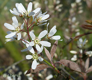 Amelanchier lamarckii