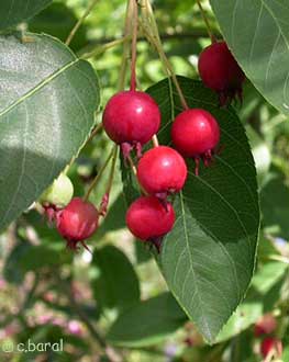 Amelanchier lamarckii