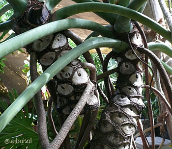 Philodendron selloum