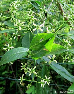 euonymus europeus fleurs