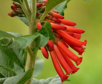  Iochroma gesnerioides - Corazón de pollo