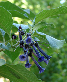 Iochroma cyanea
