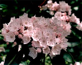 Kalmia latifolia