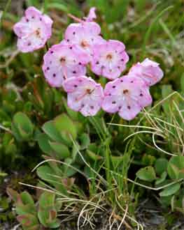 Kalmia microphylla