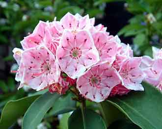 Kalmia latifolia - Siro Kurita
