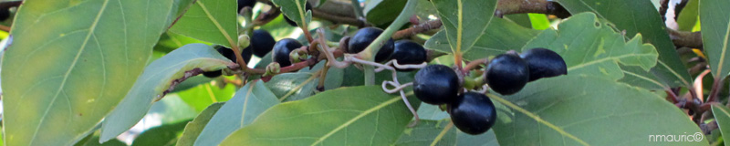 laurus nobilis fruits en avril