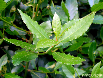 laurus nobilis undulatus