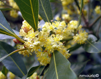 laurus nobilis, Laurel