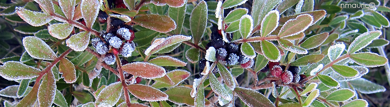Pistacia lentiscus en décembre