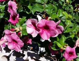 Allamanda blanchetii en dcembre  Honolulu