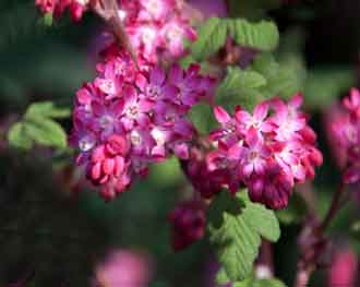 Ribes sanguineum 'Pulborough Scarlet'