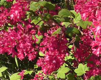 Ribes sanguineum 'Pulborough Scarlet'