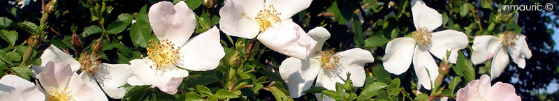 Rosa canina courant avril