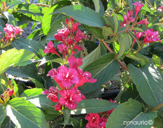 Weigela 'Eva Rathke'